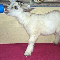 Finley-BUCKLING SOLD