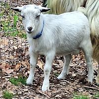 Tucker-Silver Blue Eyed BUCKLING