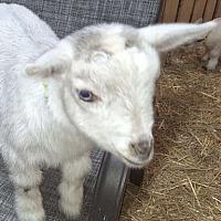 Tucker-Silver Blue Eyed BUCKLING