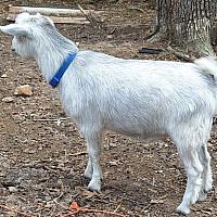 Tucker-Silver Blue Eyed BUCKLING